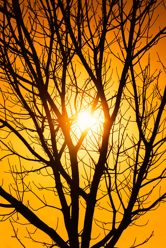 wallpaper silhouette tree sun orange cellphone smartphone landscape sky sunset