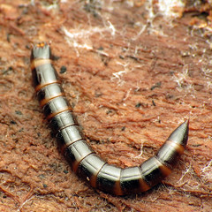 Clickbeetle Larva