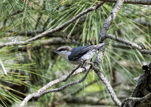 md.brown-hd nuthatch
