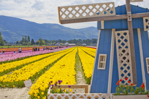 Tulip Festival 2018 @ Tulips of the Valley, Chilliwack