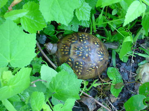 tortoise 2