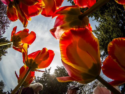 Skagit Valley Tulips-172