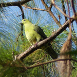 Wedge-tailed-green-pigeon2