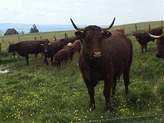Montboudif, France #cows - Photo of Saint-Alyre-ès-Montagne