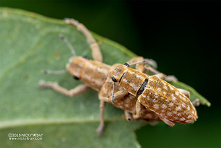 Weevils (Curculionidae) - DSC_6207