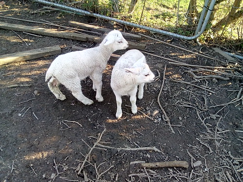 lambs Apr 18 (4)