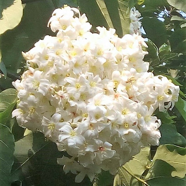 五月雪油桐花 (6)