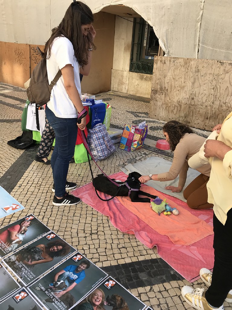 portugal 103 dog adoption
