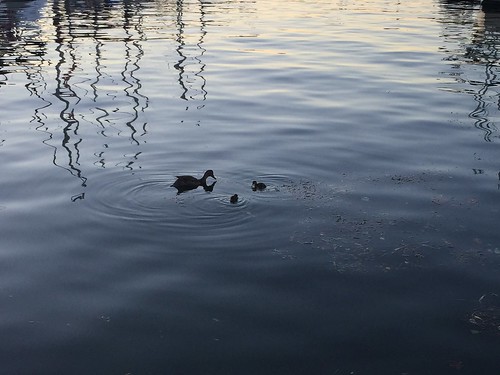 senecaharborpark senecalake watkinsglenny bird duck ducklings motherandchild