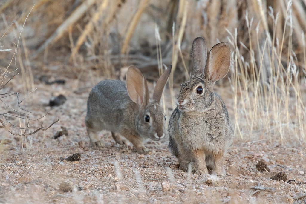 A desert cottontail approaches another from behind at McDowell Sonoran Preserve in Scottsdale, Arizona