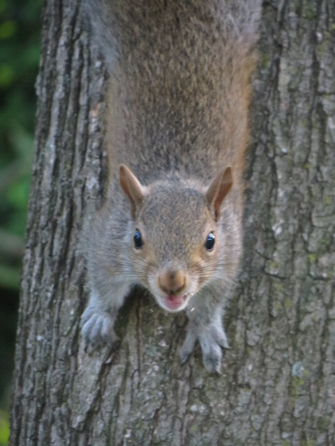 Smiling Squirrel