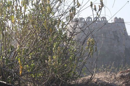 City Monument - Tughlakabad Fort, South Delhi