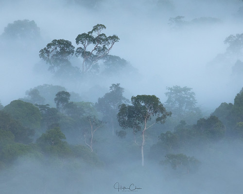 malaysia landscape canopy sunrise borneo silhouette minimalist rainforest foggy danumvalley misty tropical forest lahaddatu sabah my