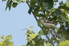 Hypolaïs polyglotte - Hippolais polyglotta - Melodious Warbler<br>Vendée