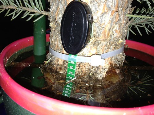 Vegetronix Water Sensor Attached to Tree
