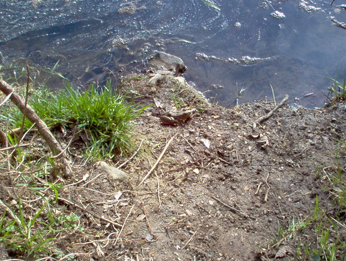 outdoor 2005 bennettspring statepark missouri ozarks nature lacledecounty dallascounty grass riverbank water river nianguariver dirt soil rock