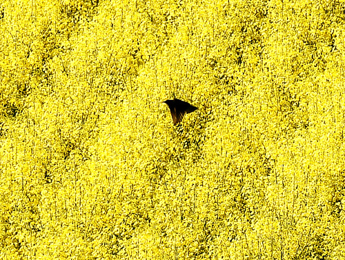 Cavenago di Brianza Volo d'uccello in campo di colza
