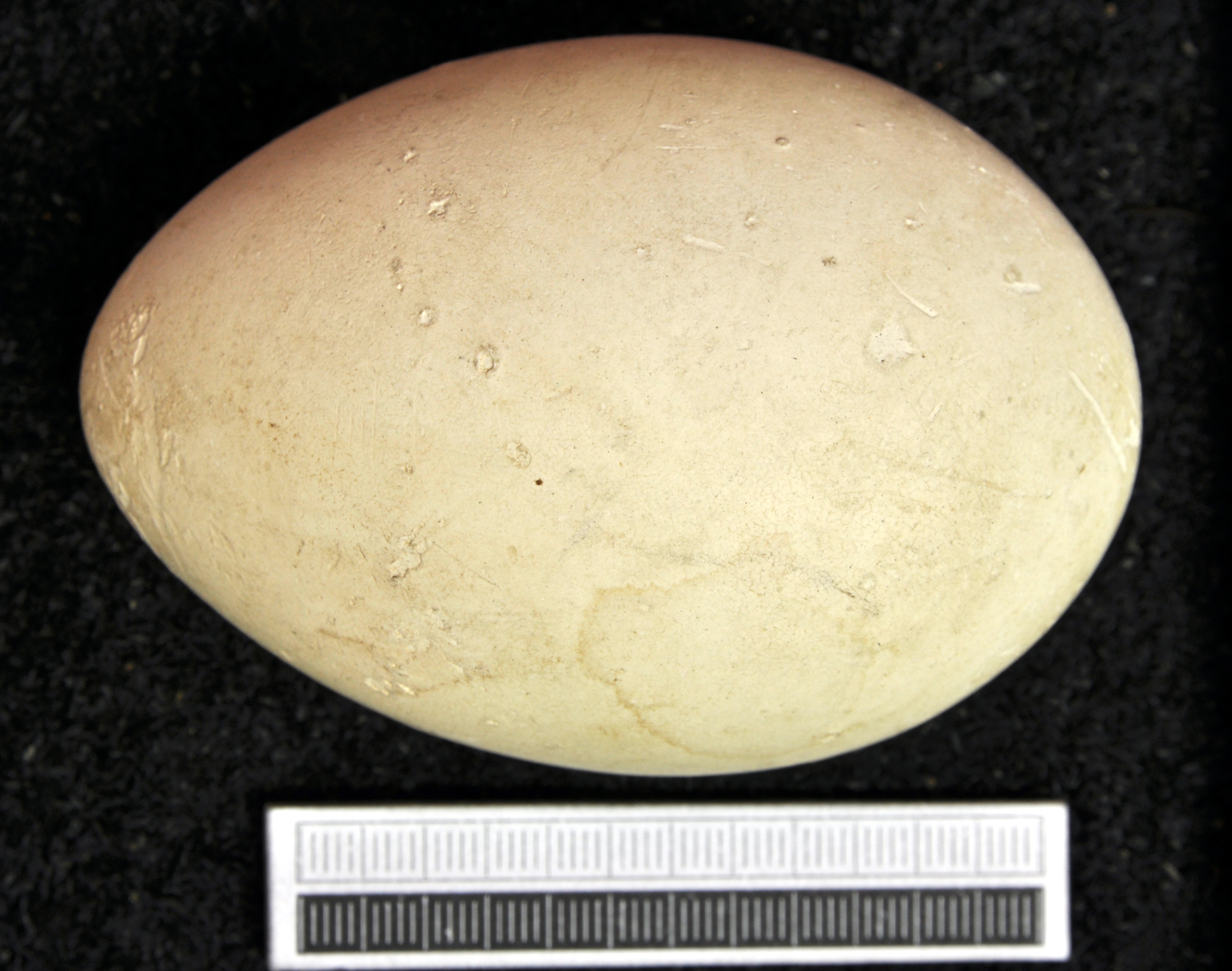 Great white pelican Pelecanus onocrotalus , egg, in the collection of Museum Wiesbaden, Germany