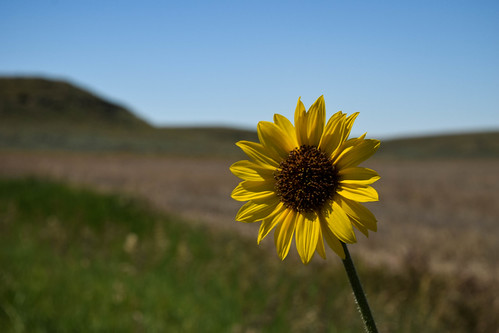 summer yellow montana prairie green
