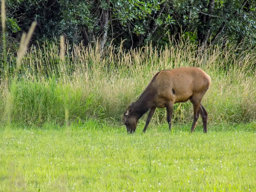 Skagit Valley Elk