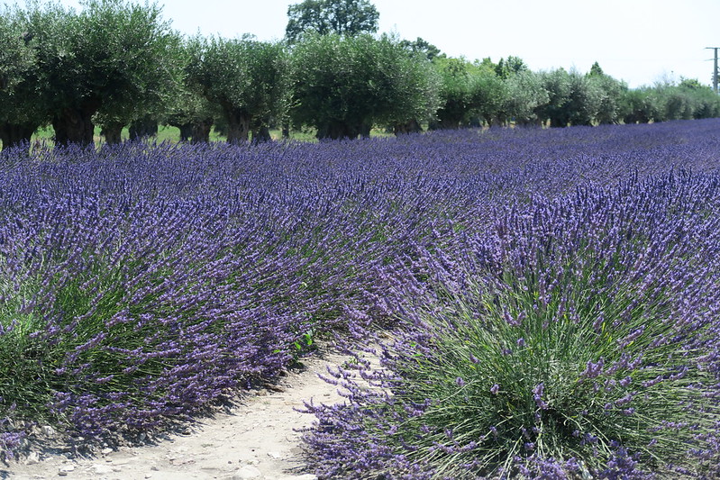 Onde ver os campos de lavanda na Provence