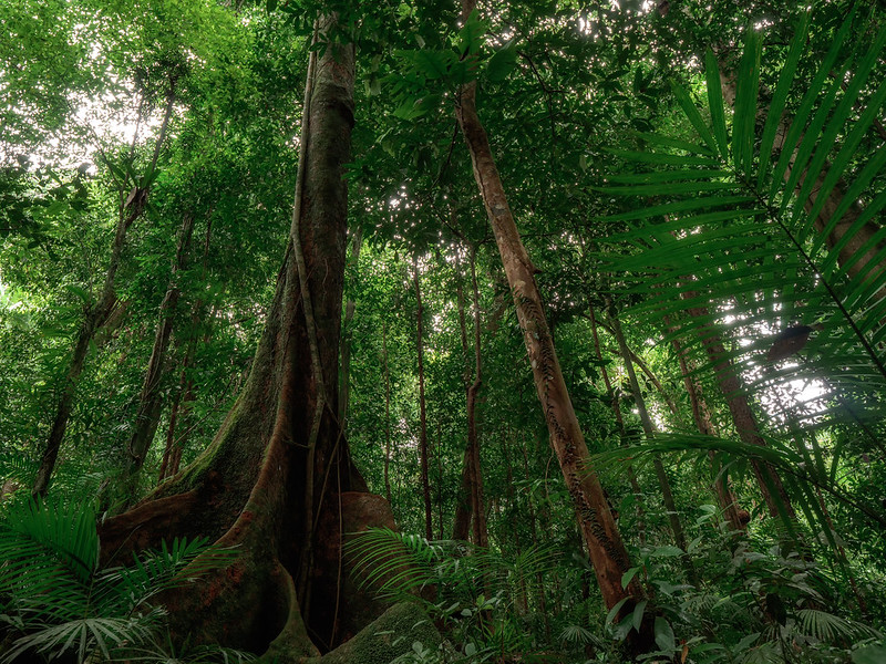 Mossman Gorge tropical rainforest