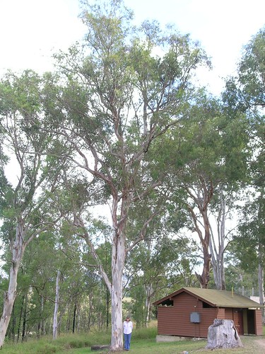 myrtaceae eucalyptus tereticornis forest red gum