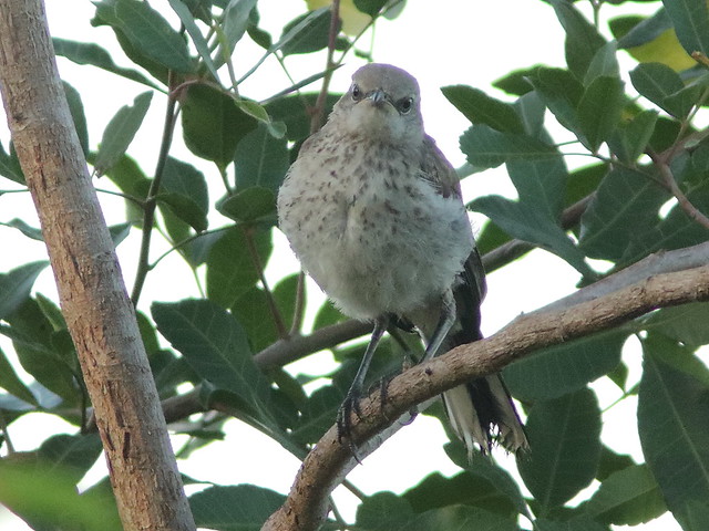 Northern Mockingbird juvenile 20180627