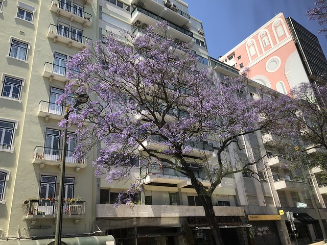 portuigal june 17 2018 021 Jacaranda trees