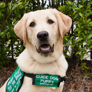 Guide Dogs for the Blind's collections 