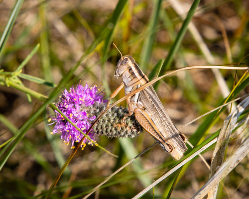 animals flowers grasshopper insects nature plants