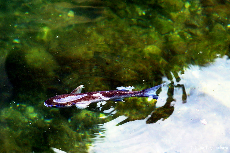 Рыба в реке Гурдич