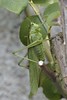 Grande sauterelle verte - Tettigonia viridissima - great green bush-cricket<br>Vendée