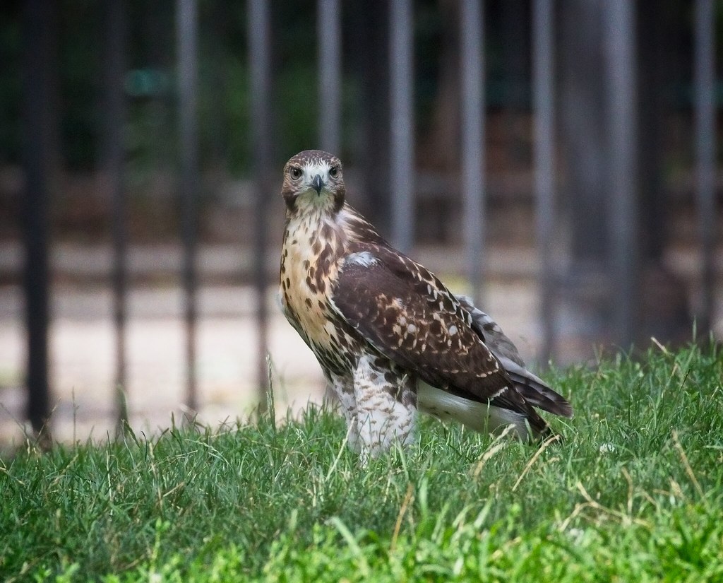 Tompkins red-tail fledgling playing in the grass