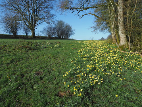 meadow weide spring lente daffodils narcis rural landscape gaume