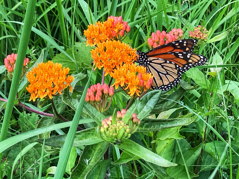 Monarch on butterfly weed