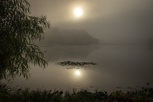 sunrise fog mo missouri willow lotus pond lake reflection