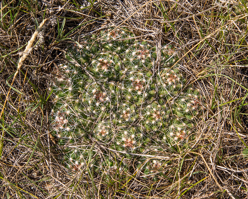 cactus nature plants