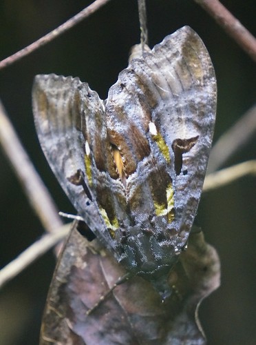 eudocimaimperator fruitpiercingmoth moth erebidae insect fauna bayelsastate nigeria nigerdelta westafrica koroama koroamaforest