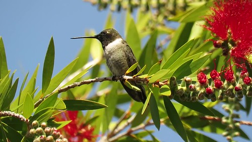 Black-chinned Hummingbird (Archilochus alexandri), Cuesta College, San Luis Obispo, CA