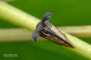 Treehopper (Membracidae) - DSC_6062