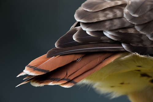 buteojamaicensis redtailedhawk