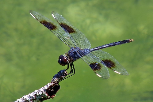 dragonfly fourspottedpennant brachymesiagravida closeup insect lake finepix hs30exr fairfieldharbour northcarolina macro