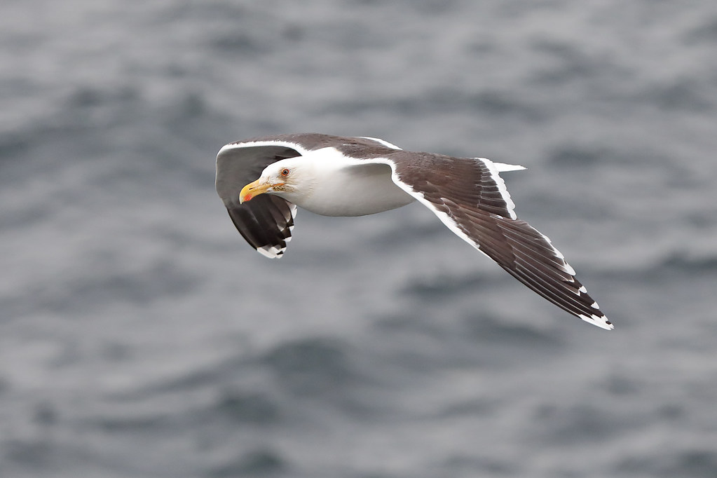 Great Black-backed Gull   Larus marinus
