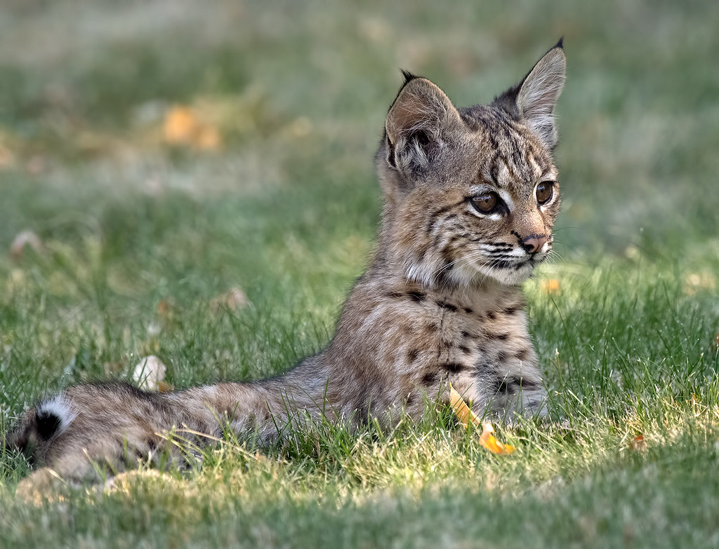 Bobcat Cub 