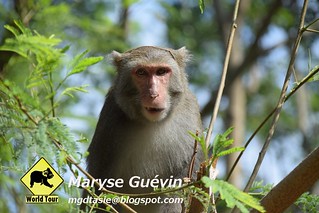 Parc des Macaques Kaohsiung, Taiwan