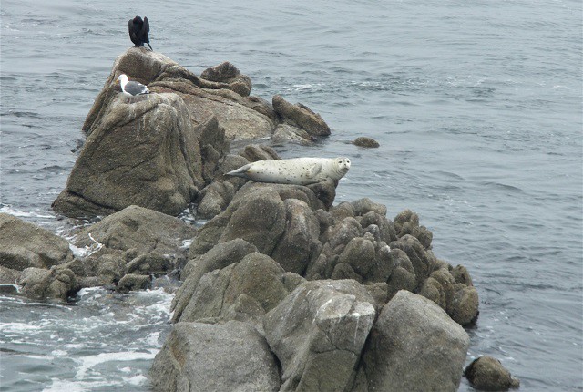 Monterey Bay wildlife, photo Judith Schrut
