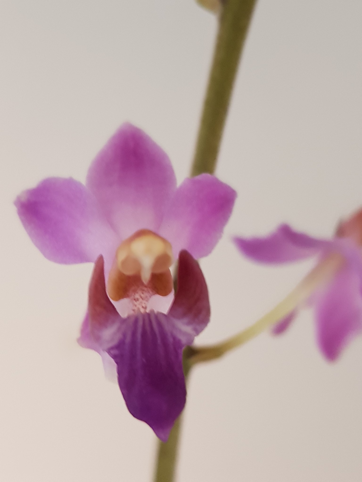 Phalaenopsis pulcherrima f. coerulea 42310532425_59f44912c6_k