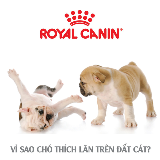 cho-lan-tren-dat-cat