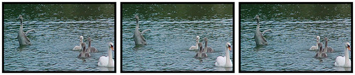 green stereogram stereophoto stereophotography 3d crosseyed swan stereo swanlake giessen stereopair grün parallel schwan gießen crossed crossedeyes crosseyes 3dx schwanenteich swanfamily bojanung schwanenfamilie